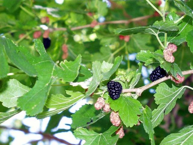 Propiedades de las hojas de morera (Morus alba) en la Medicina China